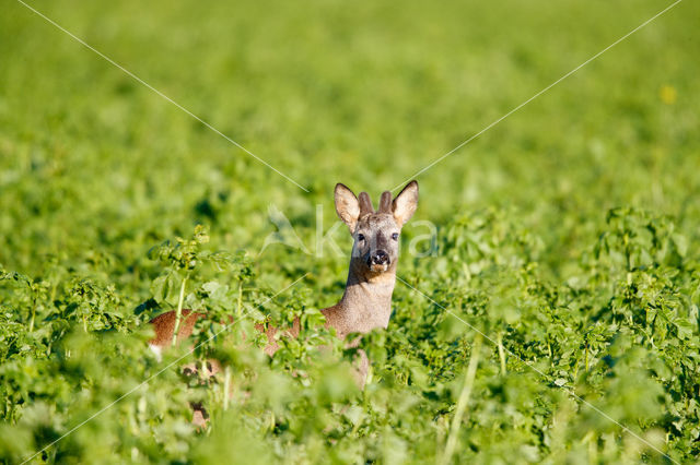 Roe Deer (Capreolus capreolus)