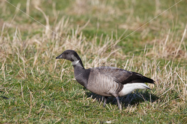 Rotgans (Branta bernicla)