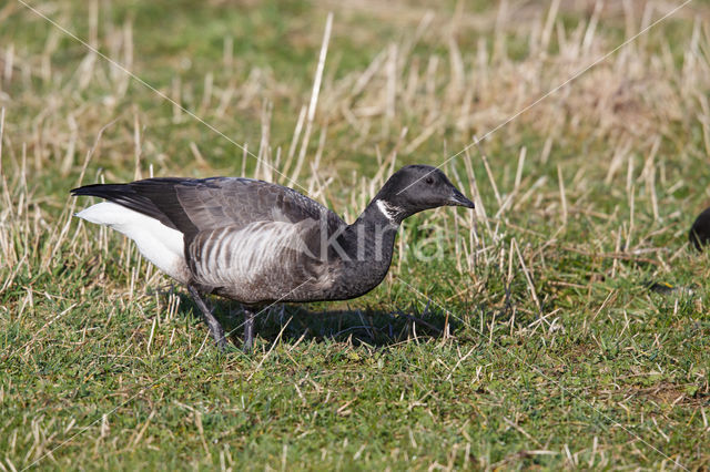 Rotgans (Branta bernicla)