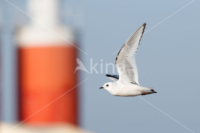 Ross's gull (Rhodostethia rosea)