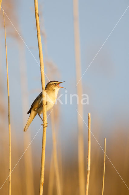 Rietzanger (Acrocephalus schoenobaenus)