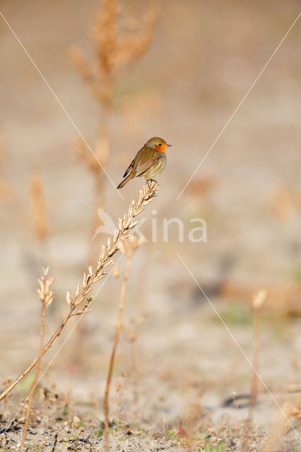 European Robin (Erithacus rubecula)