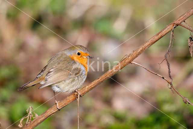 European Robin (Erithacus rubecula)