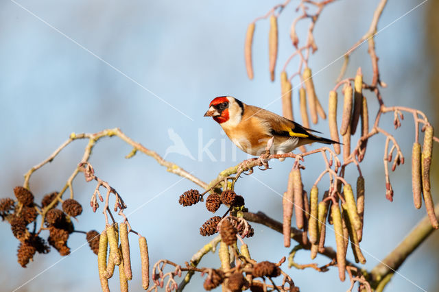 European Goldfinch (Carduelis carduelis)