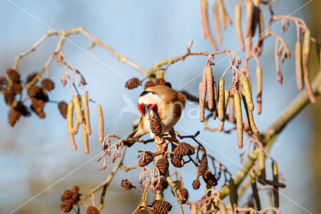 European Goldfinch (Carduelis carduelis)