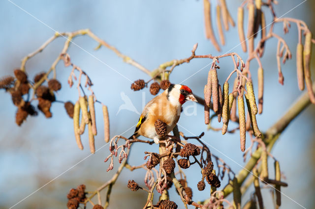 European Goldfinch (Carduelis carduelis)