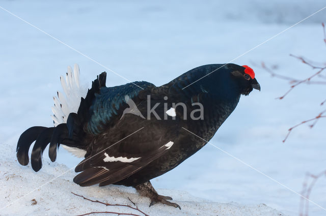 Black Grouse (Tetrao tetrix)