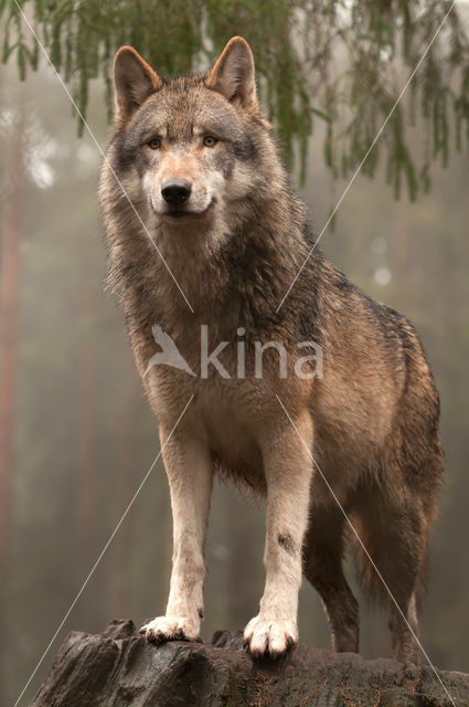 Grey Wolf (Canis lupus)