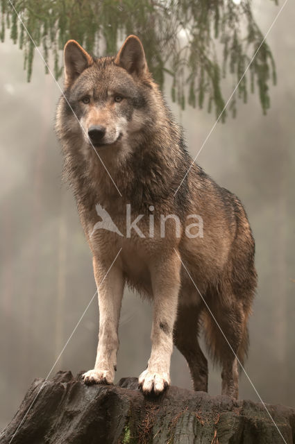 Grey Wolf (Canis lupus)