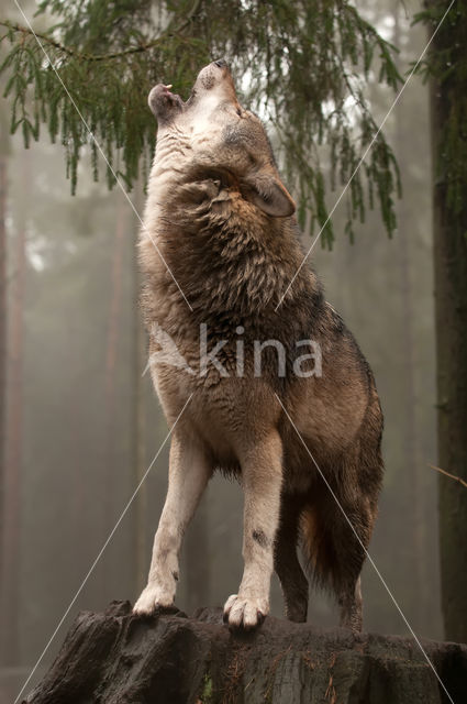 Grey Wolf (Canis lupus)