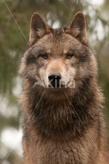 Grey Wolf (Canis lupus)