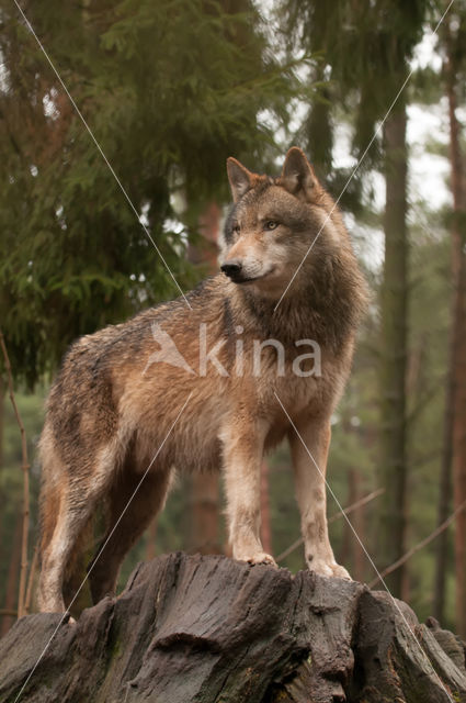 Grey Wolf (Canis lupus)