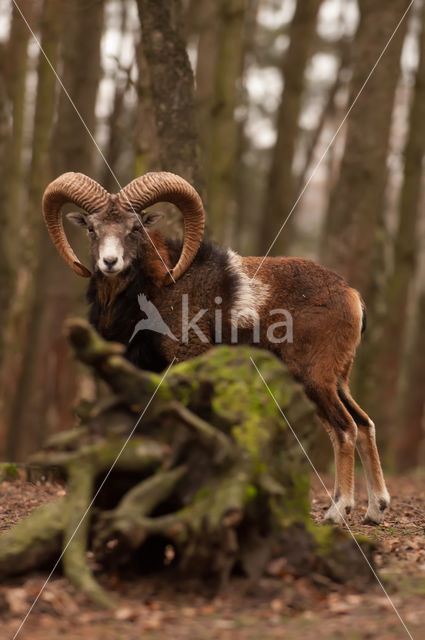 Mouflon (Ovis musimon)