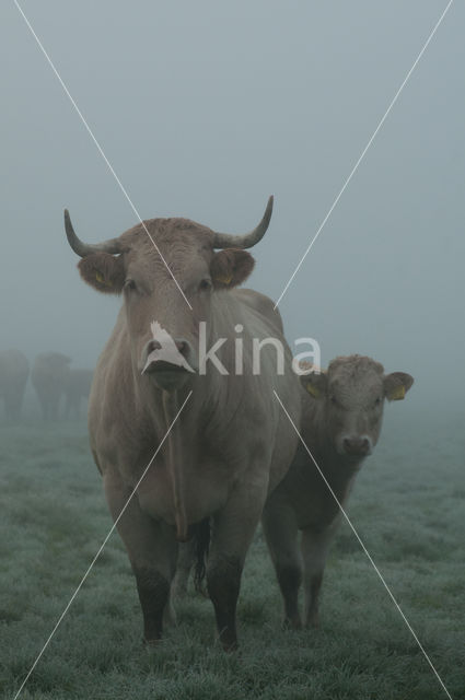 Cow (Bos domesticus)