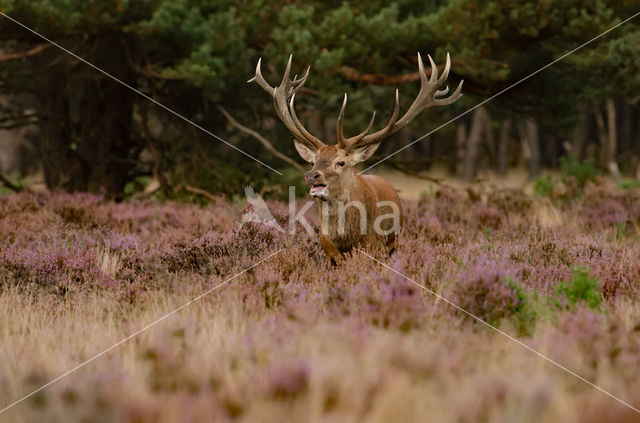 Red Deer (Cervus elaphus)