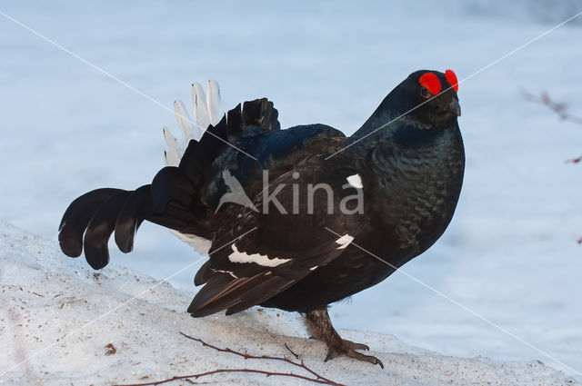 Black Grouse (Tetrao tetrix)