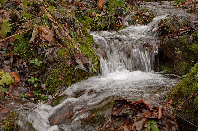 forest brook