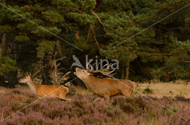 Red Deer (Cervus elaphus)