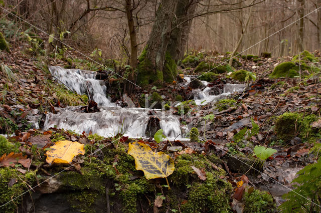 forest brook