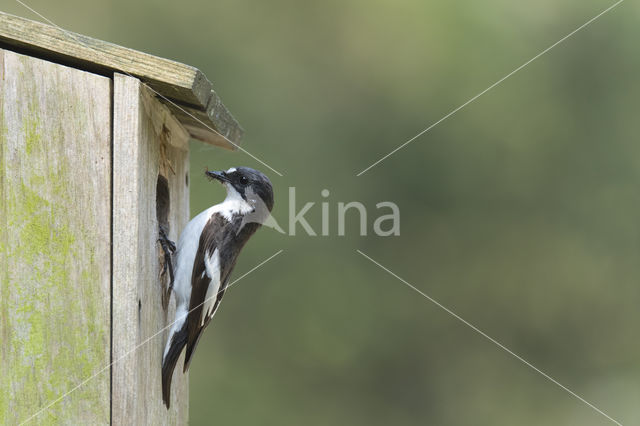 European Pied Flycatcher (Ficedula hypoleuca)