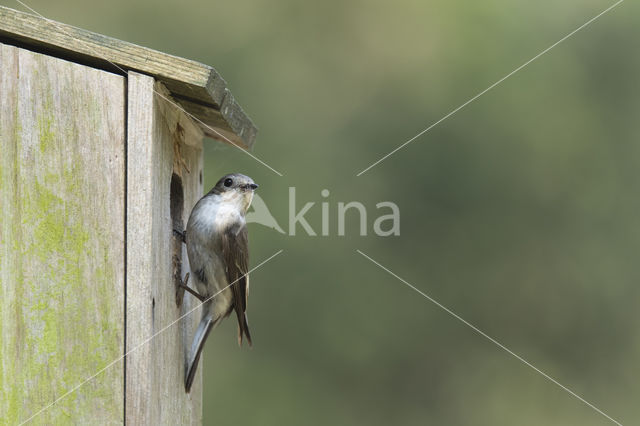 European Pied Flycatcher (Ficedula hypoleuca)