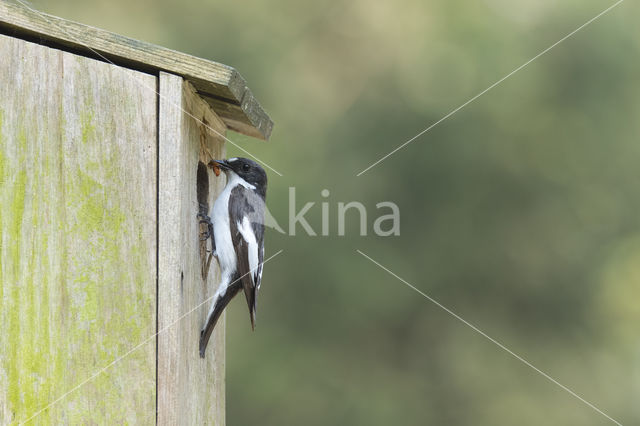 European Pied Flycatcher (Ficedula hypoleuca)