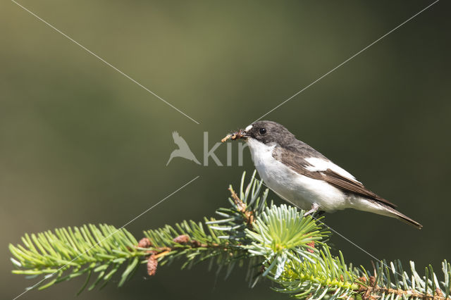 Bonte Vliegenvanger (Ficedula hypoleuca)