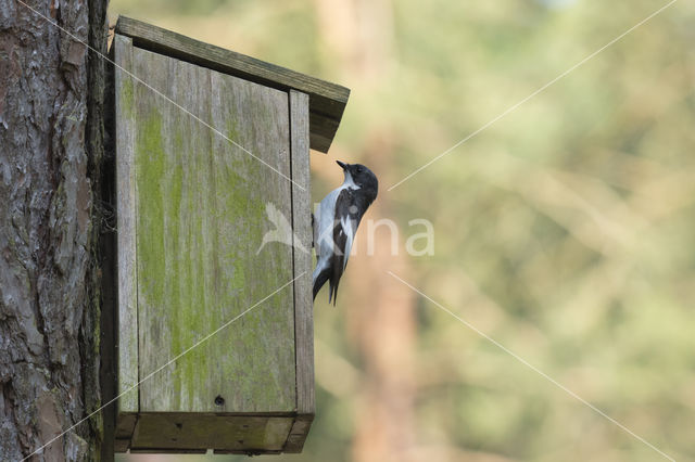 European Pied Flycatcher (Ficedula hypoleuca)