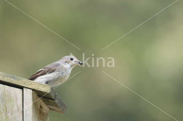 Bonte Vliegenvanger (Ficedula hypoleuca)