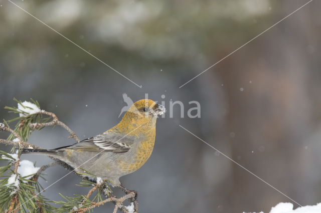 Pine Grosbeak (Pinicola enucleator)