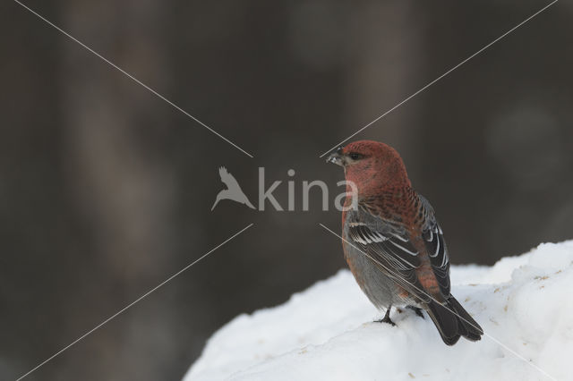 Pine Grosbeak (Pinicola enucleator)