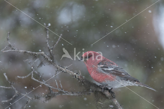 Pine Grosbeak (Pinicola enucleator)