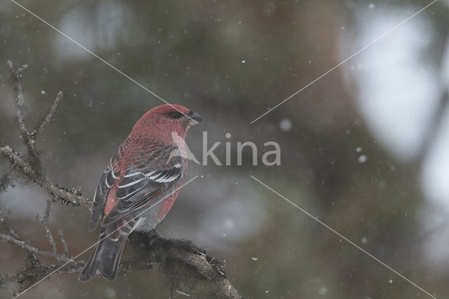 Haakbek (Pinicola enucleator)