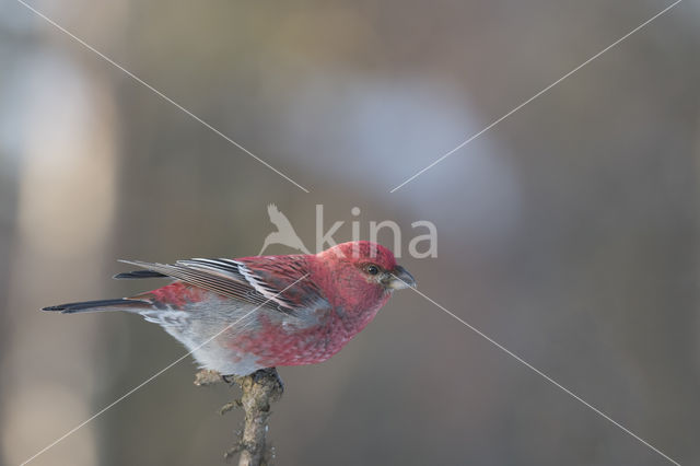 Pine Grosbeak (Pinicola enucleator)