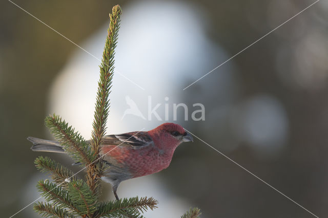 Pine Grosbeak (Pinicola enucleator)