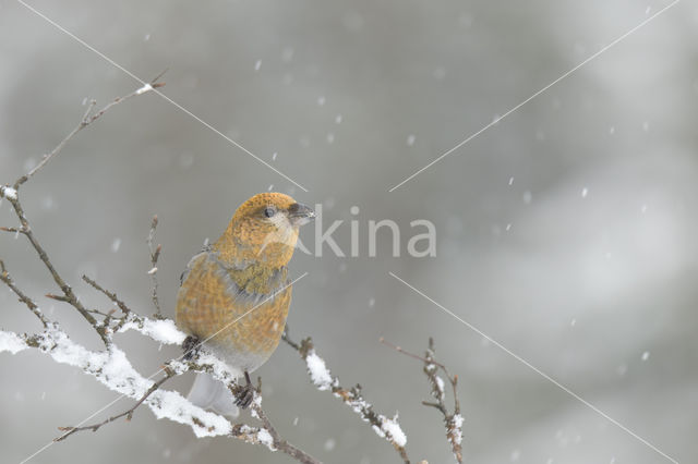 Pine Grosbeak (Pinicola enucleator)