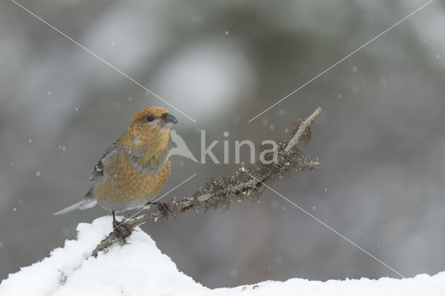 Pine Grosbeak (Pinicola enucleator)