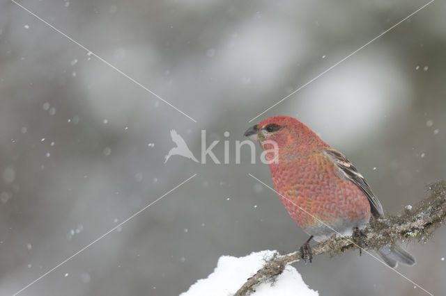 Pine Grosbeak (Pinicola enucleator)