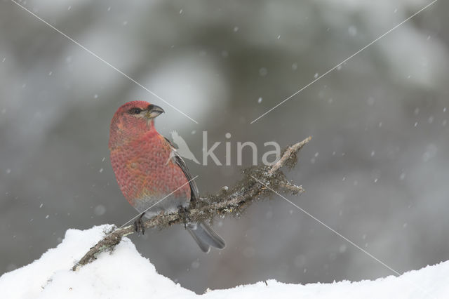 Pine Grosbeak (Pinicola enucleator)