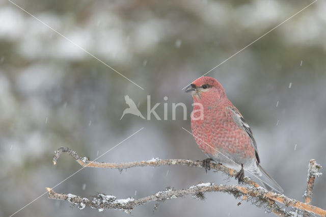 Pine Grosbeak (Pinicola enucleator)