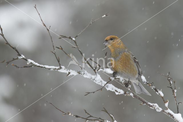 Pine Grosbeak (Pinicola enucleator)