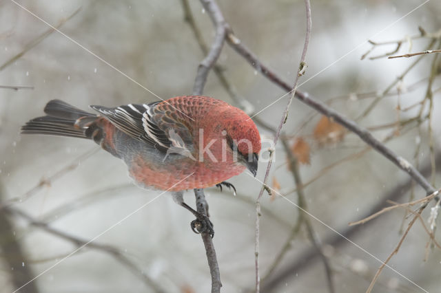 Pine Grosbeak (Pinicola enucleator)