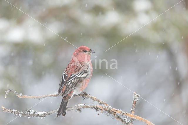 Haakbek (Pinicola enucleator)