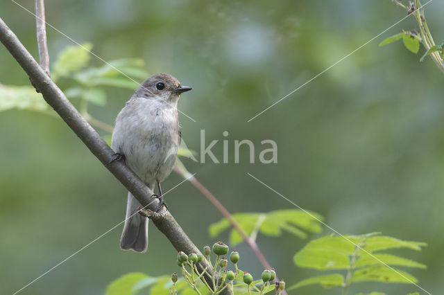 European Pied Flycatcher (Ficedula hypoleuca)