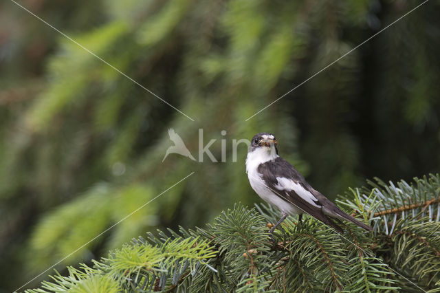 European Pied Flycatcher (Ficedula hypoleuca)