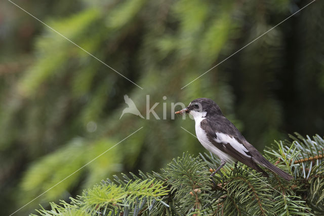 European Pied Flycatcher (Ficedula hypoleuca)