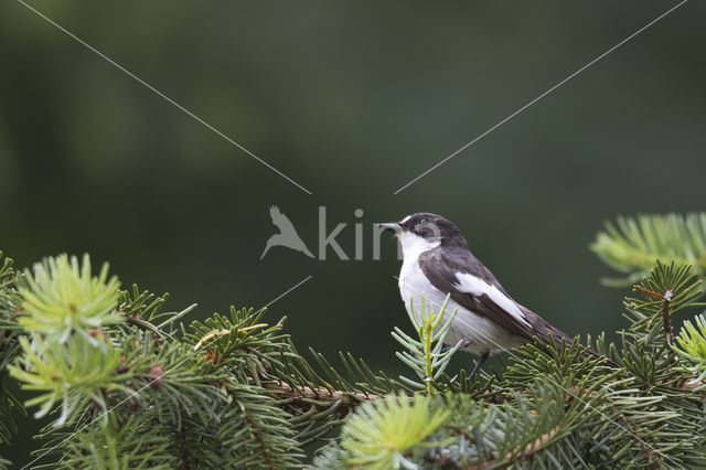 European Pied Flycatcher (Ficedula hypoleuca)