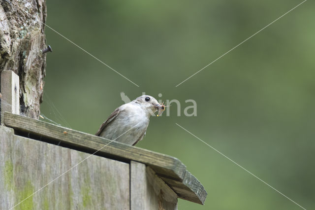 European Pied Flycatcher (Ficedula hypoleuca)