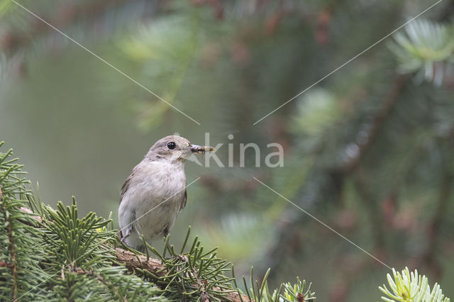 European Pied Flycatcher (Ficedula hypoleuca)