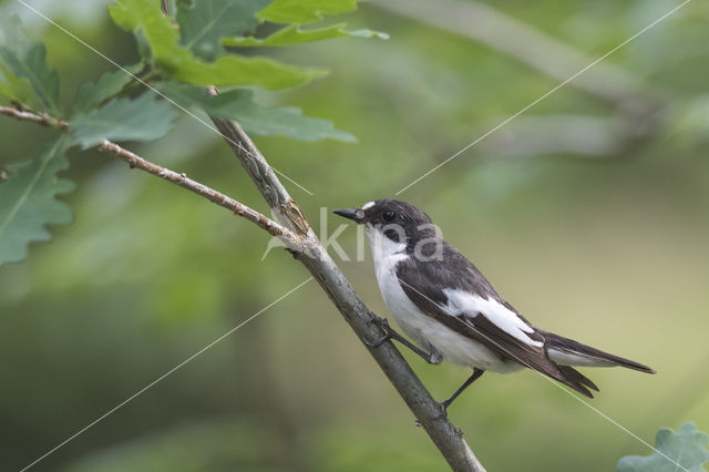 Bonte Vliegenvanger (Ficedula hypoleuca)